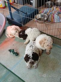 Cuccioli di lagotto romagnolo