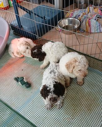 Cuccioli di lagotto romagnolo