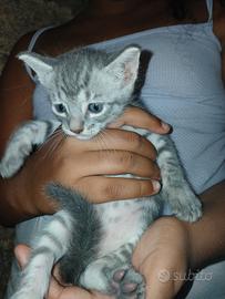 Gattini