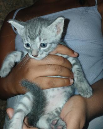 Gattini
