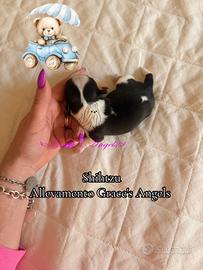 Mini Shihtzu imperiali