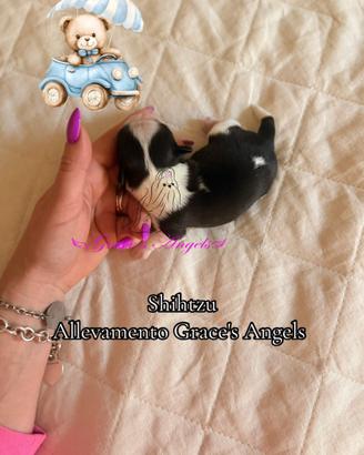 Mini Shihtzu imperiali