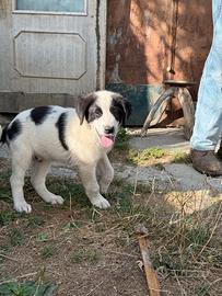 Cuccioli di cane pastore dell'Asia centrale