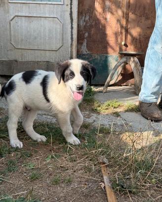 Cuccioli di cane pastore dell'Asia centrale