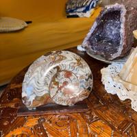 Amonite lumaca fossile