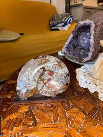 Amonite lumaca fossile