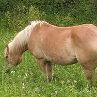 Cavalla haflinger