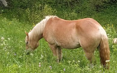 Cavalla haflinger