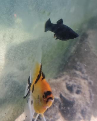 Acquario e pesci
