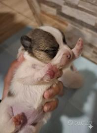 Cuccioli incorcio spitz tedesco e jack russe
