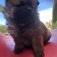 Cuccioli taglia grande