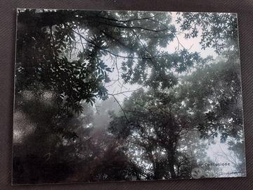 Stampa fotografica