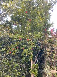 albero di melograno