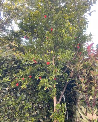 albero di melograno