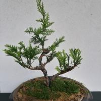 Bonsai di Chamaecyparis Stardust Gold ⭐ Rarità  💎