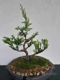 Bonsai di Chamaecyparis Stardust Gold ⭐ Rarità  💎