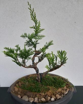 Bonsai di Chamaecyparis Stardust Gold ⭐ Rarità  💎