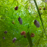 Lumache plorum. e phisia