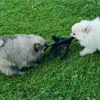 Cucciolo Spitz cane piccolo e Toy