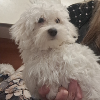 Maltese taglia piccola