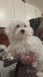 Maltese taglia piccola