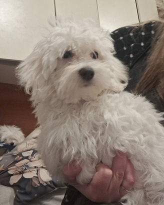 Maltese taglia piccola