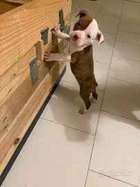 American Pitbull terrier