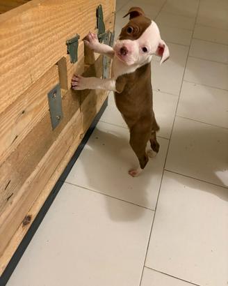 American Pitbull terrier