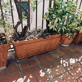 vasi terracotta varie misure e piante varie