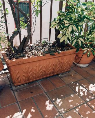 vasi terracotta varie misure e piante varie