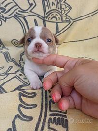 chihuahua