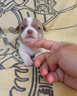 chihuahua