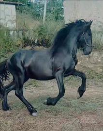 Cavallo frisone stallone