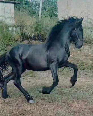 Cavallo frisone stallone