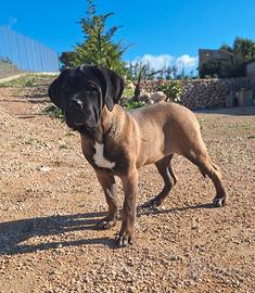 Cane CORSO cucciola