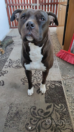 Pitbull femmina