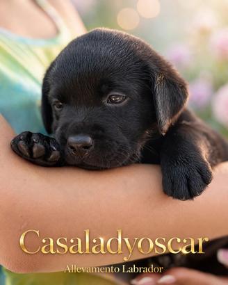 Cuccioli labrador retriever con Pedigree