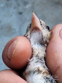 cardellina favata 
