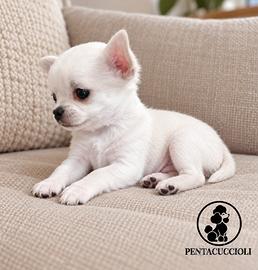 Cucciolo di Chihuahua Toy "Pablo
