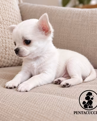 Cucciolo di Chihuahua Toy "Pablo