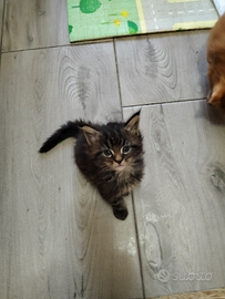 Cuccioli Maine coon