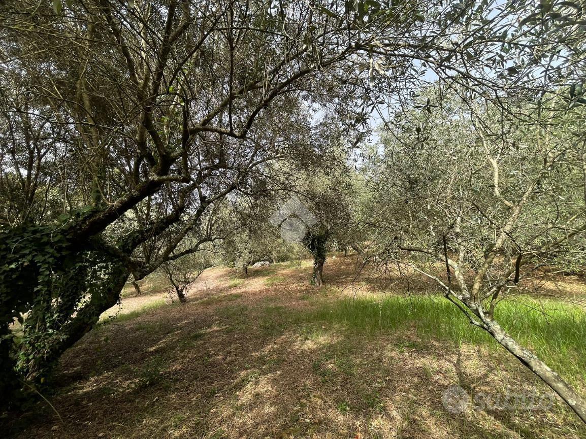 TER. AGRICOLO A PIEDIMONTE SAN GERMANO - Vista 3
