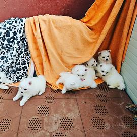 Cuccioli Volpino italiano