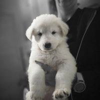 Cuccioli Pastore Svizzero Bianco