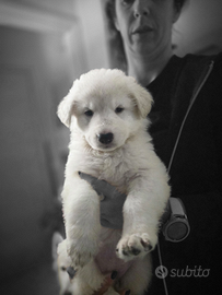 Cuccioli Pastore Svizzero Bianco