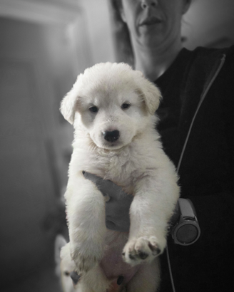 Cuccioli Pastore Svizzero Bianco