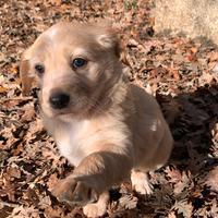 Cucciola in adozione