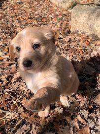 Cucciola in adozione