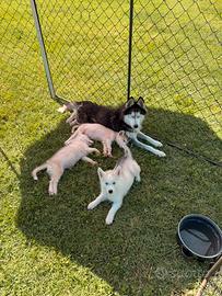 Cuccioli di siberian husky