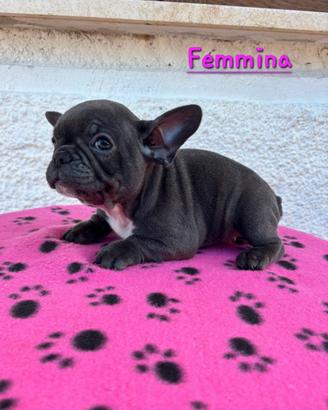 Cucciole di bulldog francese esotiche